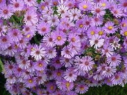 Pin By Brandy Lamb On Our Wedding Flower Meanings Fall Plants Birth Flowers