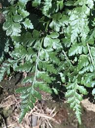 Image result for Asplenium pumilum