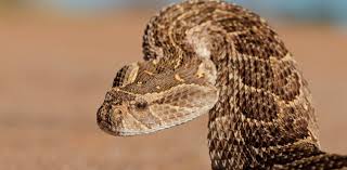 Five Ways Snakes Manipulate Their Bodies To Hunt Survive Snake Adder Snake Poisonous Snakes
