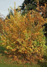 Image result for Landolphia villosa