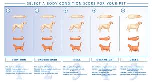 How Much Should An Overweight Dog Be Fed