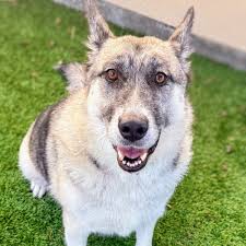 Rescuing Dogs from Oakland Animal Shelter, Adoption Stories and  Encouragement