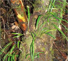 Image result for Elaphoglossum macropodium