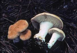 Image result for Dentinum repandum