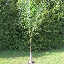 Image result for Syagrus