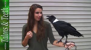 Pied Crow Black Bird With White Ring Around Neck Ravens Can Talk Youtube
