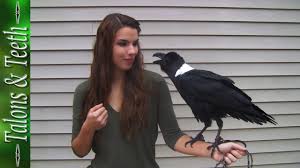 Save time, money and frustration with online marketing reports that don't get easier than this. Ravens Can Talk Youtube