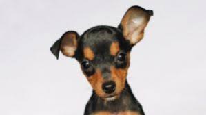minyatur pinscher kopek cinsi ve ozellikleri kopek evcil hayvanlar doberman
