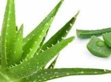 Kuru Ciltler Icin Aloe Vera Maskesi Www Vipbakim Com Aloe Bitki Dogal