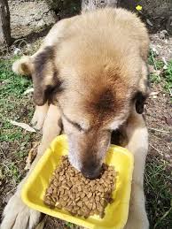 We Want To Thank All Of You Who Are Helping Us Throw Our Arms Around The Underdog Animal Rescuers Across T In 2020 Food Animals Veterinary Care Wildlife Rehabilitation