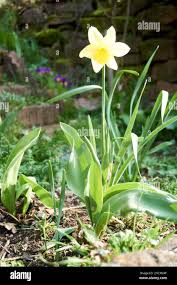 Image result for Amaryllidaceae