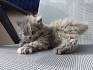 Selkirk Rex Cat Breed Profile | Petfinder