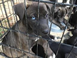 Purebred gsd puppies who are going to be ready for loving homes by valentines day! Cute Pitsky Puppies For Sale In Dyersburg Tennessee Classified Americanlisted Com