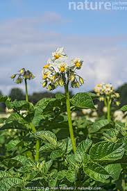 Image result for Solanum tuberosum