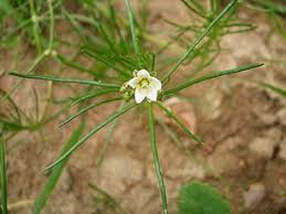 Image result for Spergula arvensis