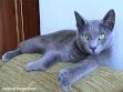 320 Blue Cat Names - Name Ideas for Russian Blue Cats ...