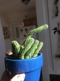 Are you interested in growing something green in your home but feel like you just end up killing every plant you touch? How Do I Stop My Cactus From Continuing To Elongate He S Been On A South Facing Window Since I Have Gotten Him And It S Too Cold To Keep Him Outside Cactus