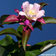 Image result for Pereskia