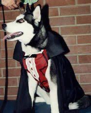 Our siberian husky puppies are carefully selected and are bred by reputable breeders, who live up to our high standards. Pin On Halloween