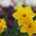 Everything you need to know about Atlanta Botanical Garden's ...