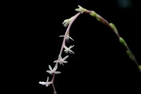 Image result for Petiveriaceae