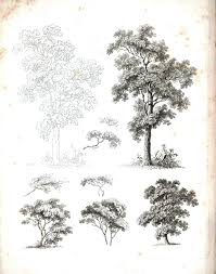 Black And White Tree Drawing Botanical Black And White Tree Sketches 5 Tree Drawings Pencil Tree Sketches Landscape Drawings
