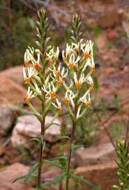 Image result for Hebenstretia