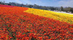 Image result for 2019 spring wildflowers in California