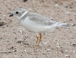 INDIANA AUDUBON QUARTERLY VOL. 90, NO. 4 NOVEMBER, 2012