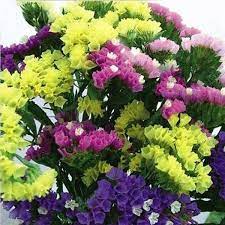 30 cm long spikes sowing distance: Limonium Sinuata Pacific Mix Statice Seeds X100 Ole Lantana S Seed Store