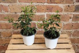 Image result for Ficus pygmaea