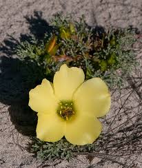 Image result for Grielum