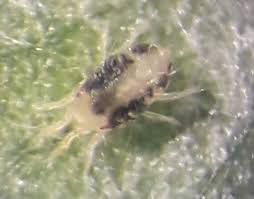 Image result for spotted spider mite