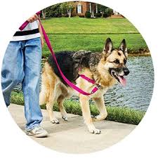 Petsafe Easy Walk Dog Harness Black Silver Petite
