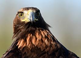 Pak dus je agenda en. Nieuwsoverzicht Nieuwe Bestuurscrisis In Brabant Haringvlietbrug Wekenlang Dicht Foto Bd Nl