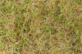 Image result for Urochloa umbellata