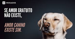 80 Legendas Perfeitas Para Fotos Com Cachorro Das Fofas As Engracadas Pensador