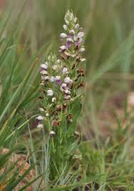 Image result for Brachycorythis congoensis