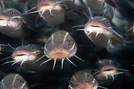 What Do Catfish Eat