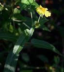 Image result for Lipotriche marlothiana