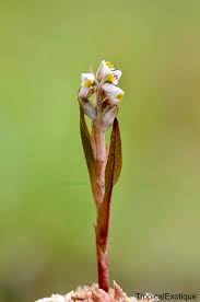 Image result for Zeuxine elongata