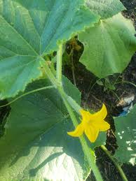 Image result for male flowers cucumber