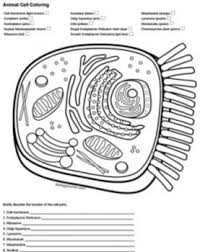 Answer Key To The Free Worksheet Available At Biologycorner Com Https Www Biologycorner Com Worksheets Ce Animal Cells Worksheet Color Worksheets Animal Cell