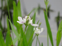 Image result for Justicia