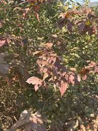 Image result for Alchornea laxiflora