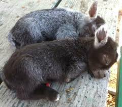 Sleeping Baby Donkeys Cute Animals Animals Beautiful Cute Animal Pictures