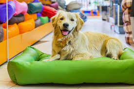 Dental chew safety for dogs. Cost Of Owning A Dog From Puppy To Senior Years