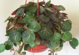 An aggressive spreader with dramatic, large leaves. Strawberry Begonia How To Grow Care Houseplant411 Com