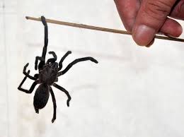 Where did black africans originate? The World S Most Dangerous Spiders Warning Graphic Images Cbs News