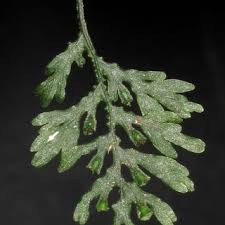 Image result for Didymoglossum erosum